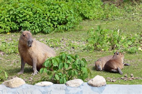 Capybara Cuteness Stock Photo Image Of Camera Smile 66836738