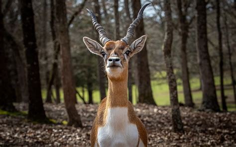 Antelope In Texas Texas America Animal Antelope Hd Wallpaper Peakpx