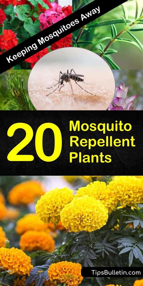 Keeping Mosquitoes Away 21 Mosquito Repellent Plants Mosquito