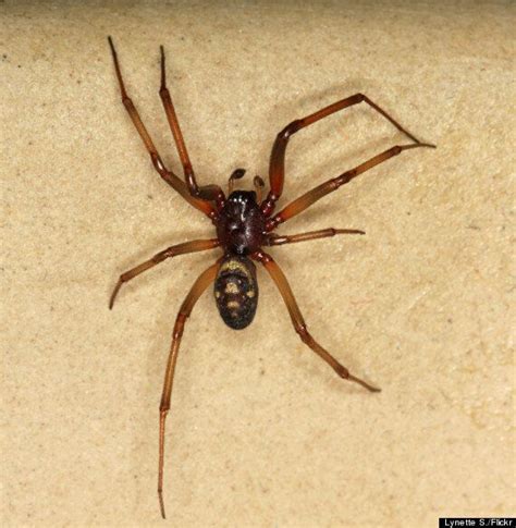 False Widow Spider Bites Arachnophobic Teenager Charley Porter Seven