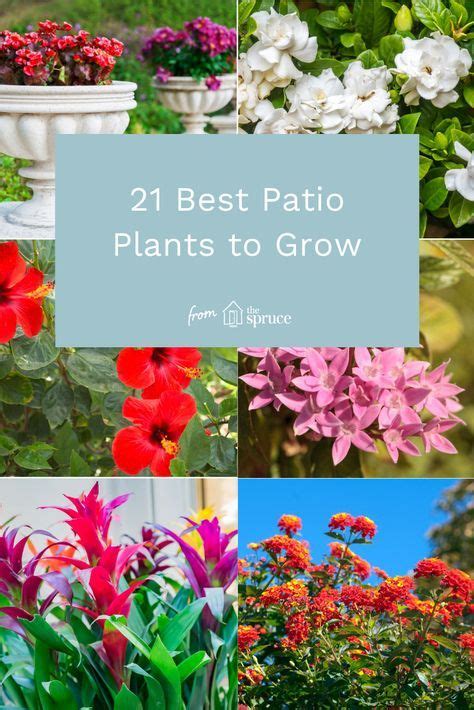 21 Plants To Turn Your Patio Into A Paradise Patio Plants Plants