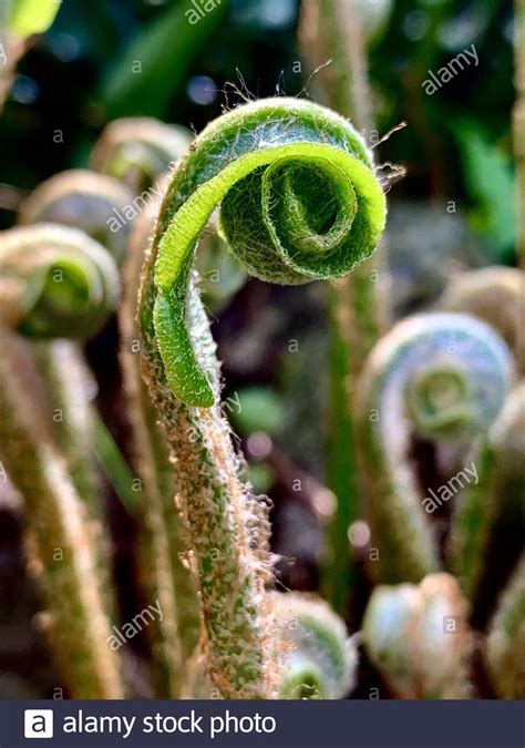 Unfurling Fern Frond Closeup In English Cottage Garden In May On A