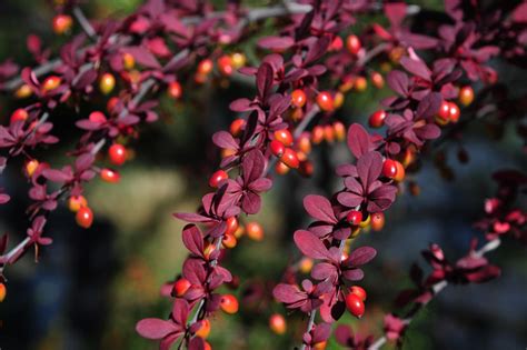 Japanese Barberry Plant Care And Growing Guide