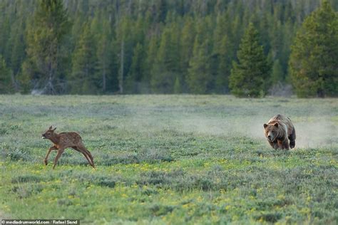 Mummy Grizzly Chases And Kіɩɩѕ A Baby Elk To Feed 4 Her Cubs In Texas