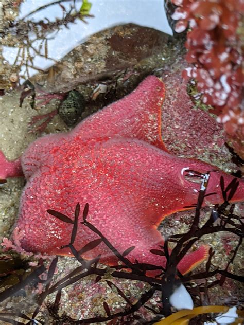 Bat Star From The Great Tidepool Monterey County Us Ca Us On May 30