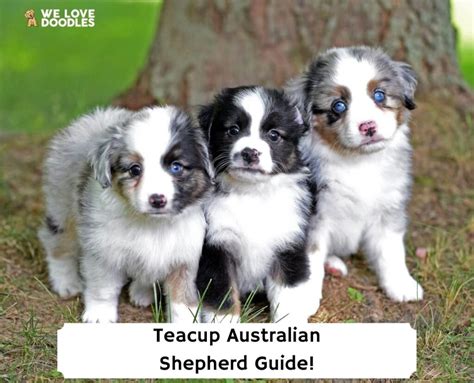 Teacup Australian Shepherd Information Facts Images 2023 We Love