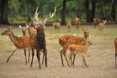 Sika Du Japon Réserve Zoologique De La Haute Touche