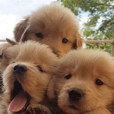 Images Of Golden Retrievers Puppies