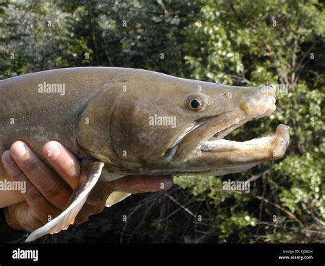 Big Bull Trout Fish Salvelinus Confluentus Stock Photo Alamy