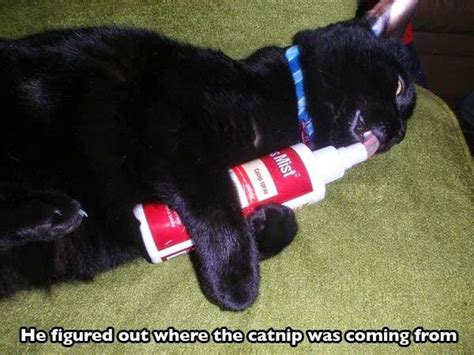 Catnip generally is harmless — and, no, cats cannot overdose on it. FUNNY : Crazy Cats on a Catnip Overdose