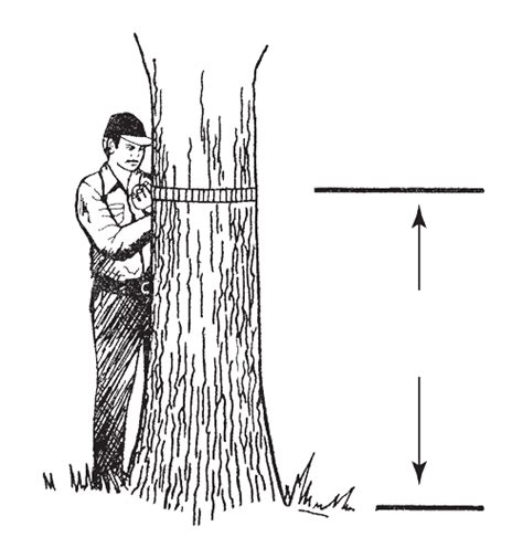Dnr How To Measure And Identify Big Trees