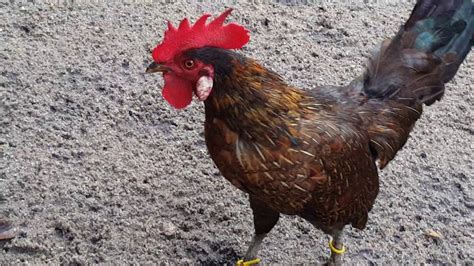 Manfaat dan kegunaannya saya tidak tahu. Ayam hutan asli bulu betina - YouTube