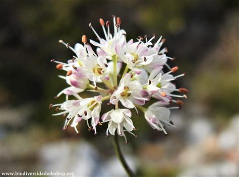 Allium Ericetorum Biodiversidade Do Deza
