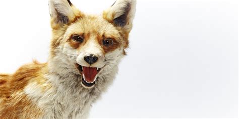 Is Our Society Crazy Like A Fox Or Just Plain Crazy Huffpost