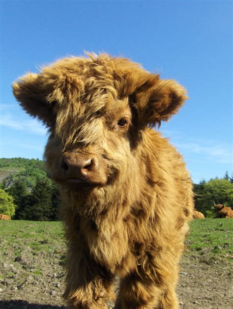 Baby Highland Coo Cow Fuzzfeed