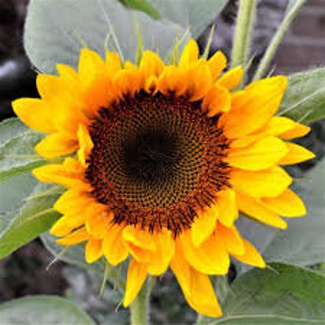 Sunflower Dwarf Sunspot 100 Seeds Etsy