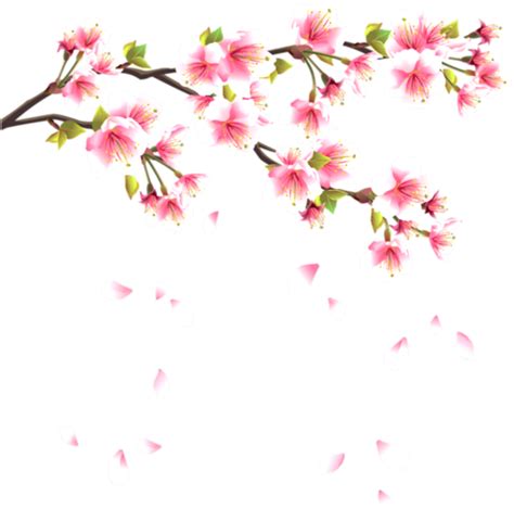 Falling Cherry Blossom Png Free Logo Image