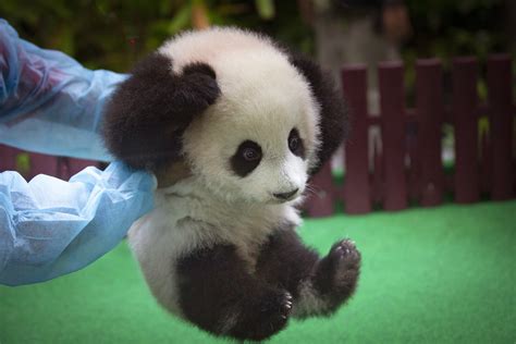 In Pictures Visitors Go A As Baby Panda Born In
