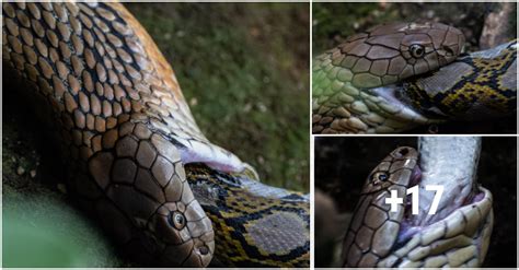 King Cobra At Sungei Buloh Devours Python Whole In Just 10 Minutes