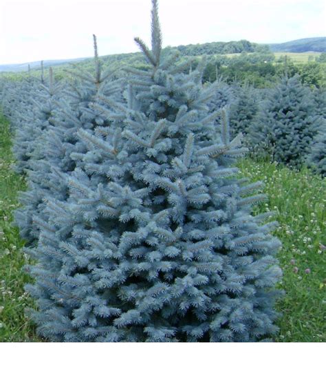About Our Blue Spruce Trees Help Selecting Fast Growing Trees