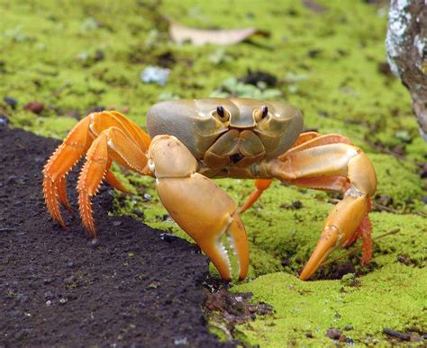 If you're going to cook them, it's your choice if you want to how to freeze fresh scallops. Terrestrial crab - Wikipedia