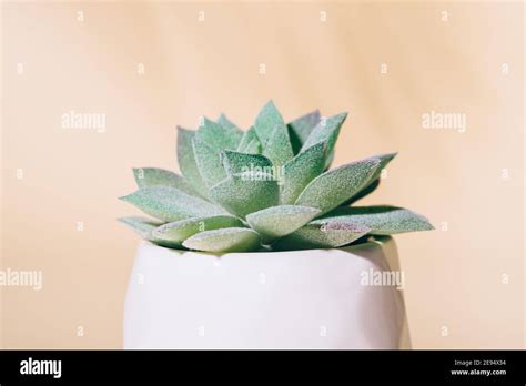 Artificial Succulent House Plant In Pot Macro Stock Photo Alamy