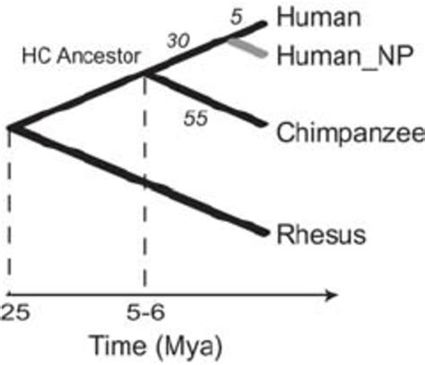 Phylogenetic Tree Of Human Chimpanzee And Rhesus Monkey Showing New