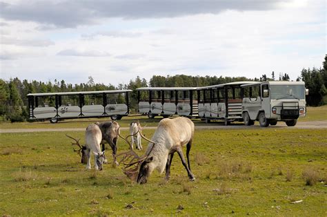 Zoo Sauvage De Saint Félicien Tourisme Alma Lac Saint Jean