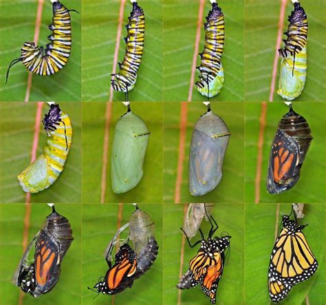 How Many Days Does It Take For A Monarch Butterfly Egg To Hatch