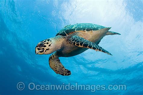 Hawksbill Sea Turtle Photo Image