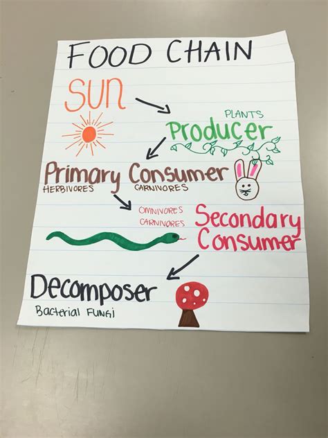 Food Chain Anchor Chart Science Science Anchor Charts Fourth Grade