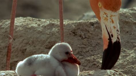 How Baby Flamingos Become Pink Learnenglish