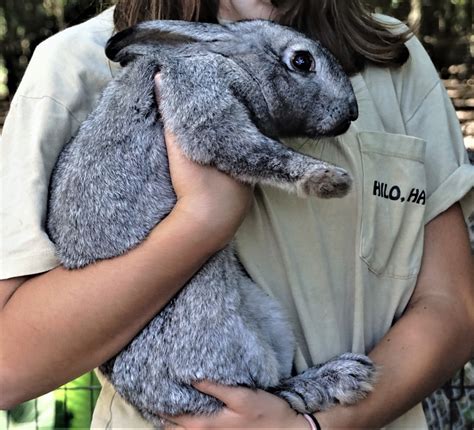 Flemish Giant Rabbits For Sale | Lutz, FL #163667