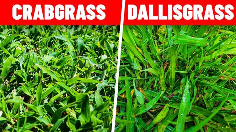 How To Kill Crabgrass And Dallisgrass In The Lawn Youtube