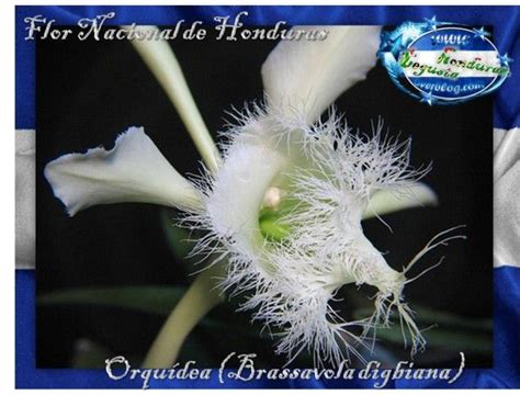 Flor Nacional De Honduras Orquídea Brassavola Digbiana Conexion Hn