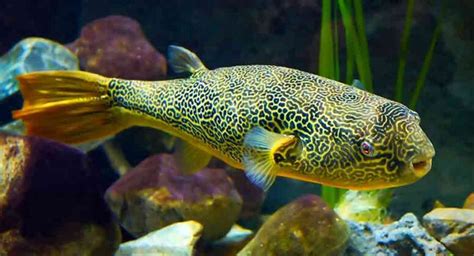 Freshwater Puffer Fish Breeds Care And Temperament