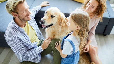 Best Dog Breeds For Busy Families I Odie Pet Insurance