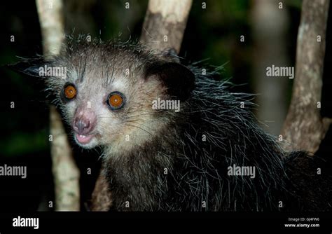 Aye Aye Daubentonia Madagascariensis Stock Photo Alamy