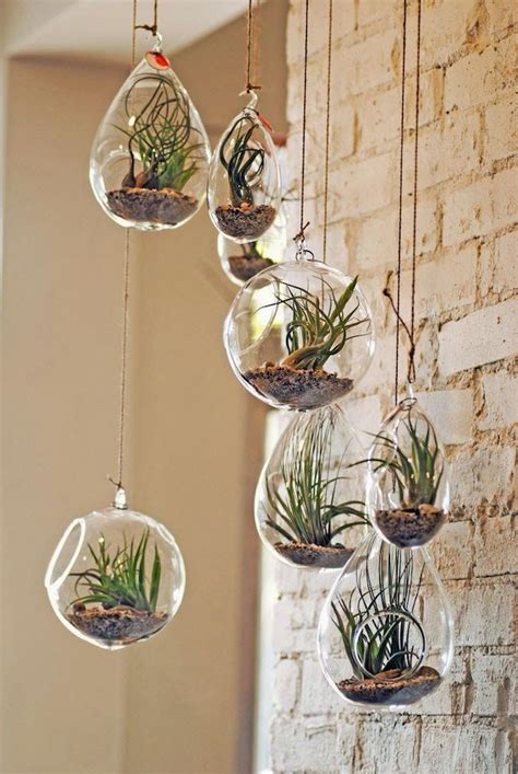 These little aerophytes require minimal maintenance. 1001 + Ideas for Making a Beautiful and Lush Air Plant ...