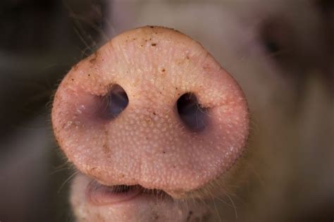 Pigs Nose Animal Noses Pig Nose Pig