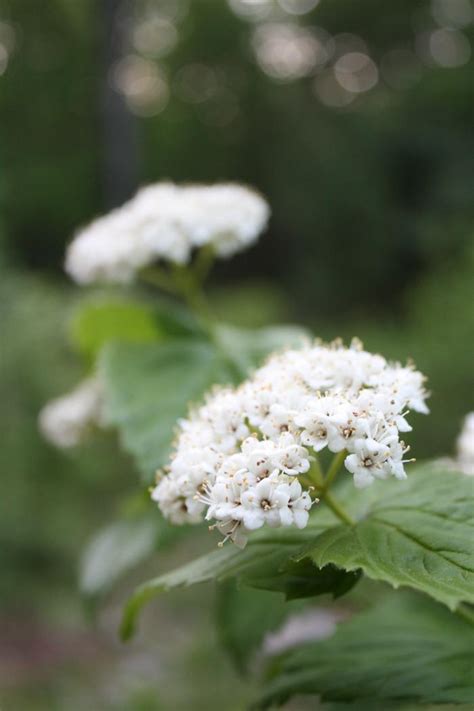 Fall leaf color is spectacular on mapleleaf viburnum. maple leaf viburnum Viburnum acerifolium from New England ...