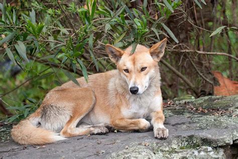 Como Vivem Os Cachorros Selvagens Conheça Algumas Raças Espalhadas