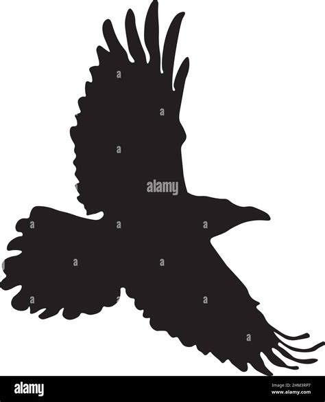 Vector Image Of A Raven In Flight Created By Isolating The Outline Of A