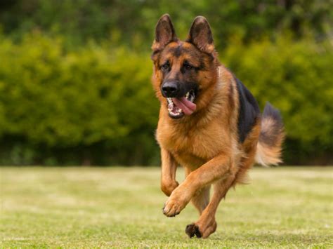 What Was The German Shepherd Bred To Do American Kennel Club