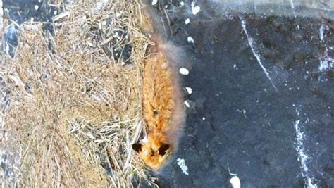 A Fox Was Found Frozen Solid In Ice In Norway Business