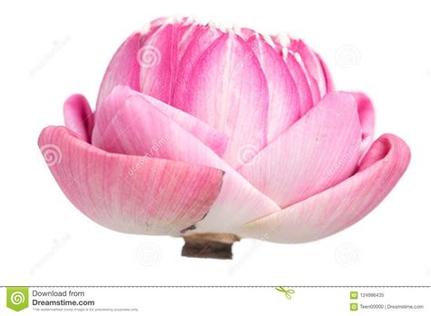 Belles Fleurs De Lotus Sur Le Fond Blanc Image Stock Image Du Bouquet Oriental 124996435