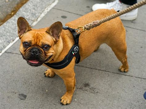 You might already know that the average cost of a french bulldog ranges anywhere from $1 why are purebred french bulldogs so expensive? How Much Are French Bulldogs?|Determine Price Factors|UKPets