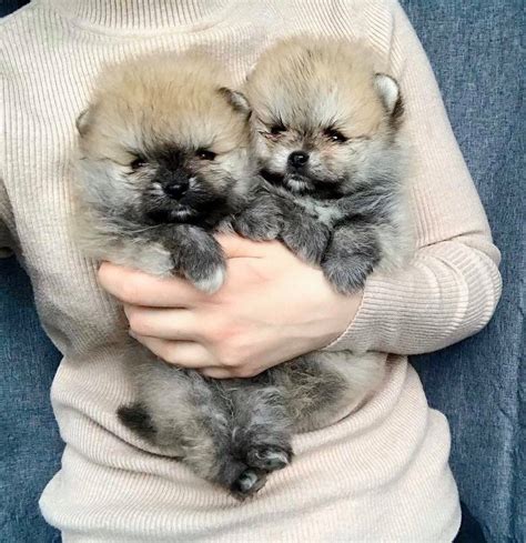 Magnifiques Chiots Spitz Pomeranian Nain And Teacup Uncompagnonfr