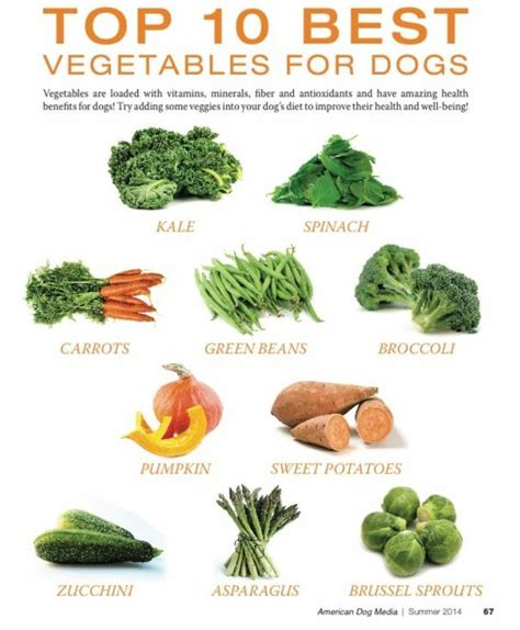 Vegan Dog Food Homemade In 2020 With Images