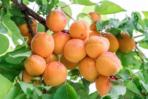 How To Plant And Grow Apricots